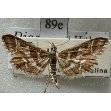 Diasemia reticularis (Linnaeus, 1761) Dwojaczka siatkowana Slovakia89e